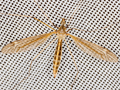 Tipula pierrei